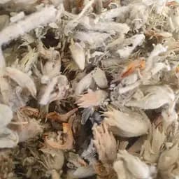 100 г панцерия шерстистая трава сушеная - свежий урожай