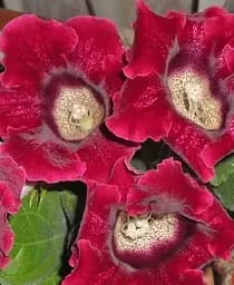 Бульба Agro-Market Глоксинія Etoile de Feu (35611)