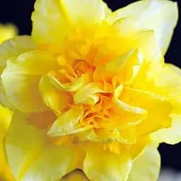 Нарцисс "Dick Wilden" (размер 10/12, большой) (17161)