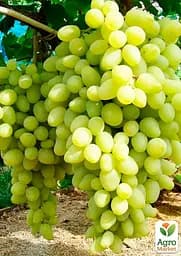 Саджанець Agro-Market Виноград Довгоочікуваний (кишмиш, дуже ранній термін дозрівання, стабільно високий рівень врожайності) 1 шт. в пакуванні (17700) - мініатюра 2