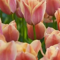 Тюльпан "Apricot Favorite" (186276) 2 шт