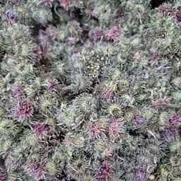 100 г лопух сушеный цвет/семена - свежий урожай