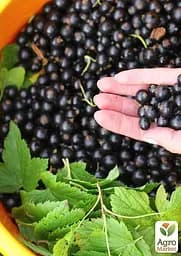 Саджанець Agro-Market Смородина чорна Гоферт (Gofert) ранній термін дозрівання, високоврожайний сорт) 1 шт. в пакуванні (44817) - мініатюра 3