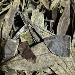 100г саган Дайля/рододендрон Адамса/тибетское белое крыло трава сушеная - свежий урожай