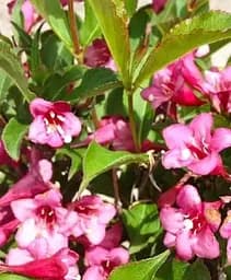 Саджанець Agro-Market Вейгела квітуча 2-річна Rumba С2 висота 20-40 см (118950) 1 шт. в упаковці