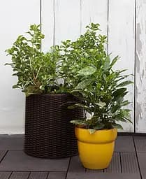 Горщик для квітів Keter 18 л Cylinder Planter Medium коричневий - мініатюра 3