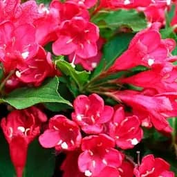 Саджанець Agro-Market Вейгела 5-річна Bristol Ruby С7.5 (висота 40-60см) (167999)