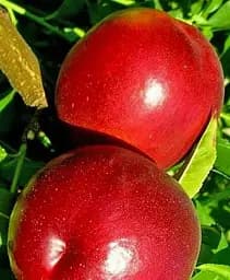 Саджанець Agro-Market Нектарін Нектаред (лисий персик, середній термін дозрівання) 1 шт. в упаковці (63997)