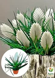 Саджанець Agro-Market Тіландсія Biancini (Tillandsia Cyanea) кімнатна 1 шт. в упаковці (179935) - мініатюра 6