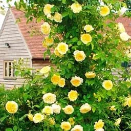 Троянда плетиста Agro-Market Дукат саджанець класу АА+ вищий сорт 1 шт. в упаковці (178143)