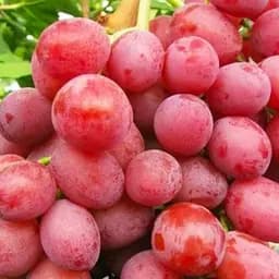 Саджанець Agro-Market Виноград Розмус (найранніший солодкий сорт з мускатним ароматом) 1 шт. в пакуванні (53414)