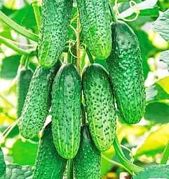 Насіння Весна Огірок Крак F1 0.5 г (10732)