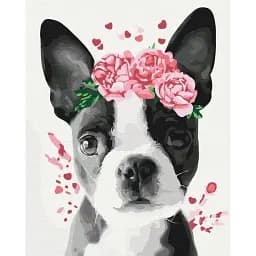 Картина по номерам Brushme Бостон терьер в веночке 40x50 см