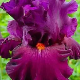 Ірис бородатий великоквітковий "Vizier" (49777) 1 шт