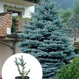 Ялина 3-х річна Agro-Market річна Блакитна колюча Iseli Fastigiate С3 висота 35-40 см 166877 1 саджанець в упаковці