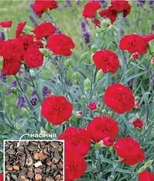 Семена Весна Гвоздика Шабо Красная (Зипер) 0.5 г (115584)