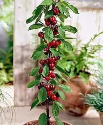 Саджанець Agro-Market Вишня колоновидна Восторг Ексклюзив 1 шт. в упаковці (21349)