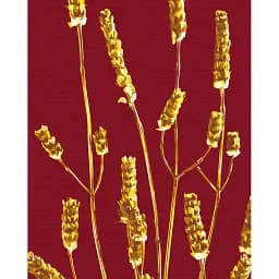 Картина по номерам Brushme Золотое растение © Halyna Vitiuk 40x50 см