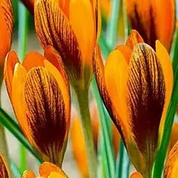 Крокус ботанический "Orange Monarch" (размер 5/7, средний) 5 шт (48695)