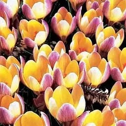 Крокус ботанический "Advance" (размер 5/7, средний) 5 шт (39441)