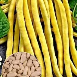 Фасоль "Спаржевая желтая" ТМ "Весна" 15г (13368)