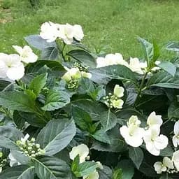 Саджанець Agro-Market Гортензія ампельна 2-х річна Runaway Bride висота саджанця 25-45см (181536)