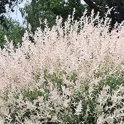 Саджанець Agro-Market Верба японська цільнолистна Hakuro-nishiki (48778)