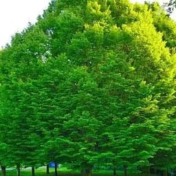 Граб європейський Betulaceae (придатний для бонсай тіньовиносливий) висота 70-110см (80256) 1 саджанець