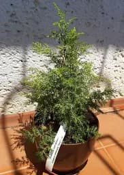 Саджанець Agro-Market Ялівець звичайний Gold Cone контейнер P9, 1 шт. в упаковці (50881) - мініатюра 4