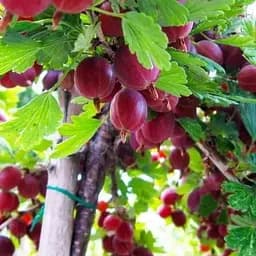 Штамбовий аґрус Agro-Market "Високий Замок" (середній термін дозрівання) (45315) 1 саджанець в упаковці