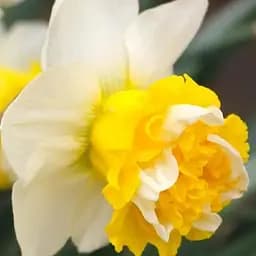 Нарцисс "Sweet Desire" (186344) 2 шт