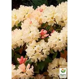 Саджанець Agro-Market Рододендрон Golden Torch (49189) 1 шт. в упаковці - мініатюра 2