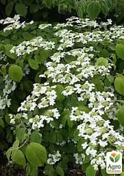 Калина складчаста "Марієзі" (Viburnum plicatum "Mariesii") (115244) 1 саженец - мініатюра 3