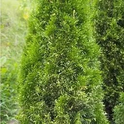 Саженец Agro-Market Туя западная Изумруд Вариегата (Smaragd Variegata) горшок P9 (39011) 1 шт. в упаковке