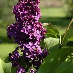 Бузок в контейнері Night вазон С2 (188209) 1 саджанець в упаковці