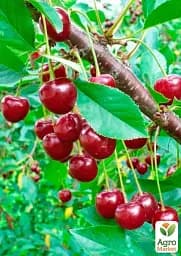 Саджанець Agro-Market Вишня Оптімістка (літній сорт, середній термін дозрівання) 1 шт. в упаковці (177893) - мініатюра 2
