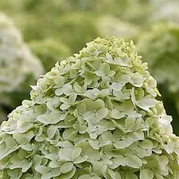 Саженец Agro-Market Гортензия метельчатая 4-х летняя Limelight (высота саженца 80-100см) (182303)