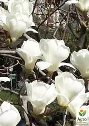 Саджанець Agro-Market Магнолія Оголена Magnolia Denudata (51052) - мініатюра 2