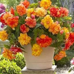 Бегонія махрова "Non Stop Gold Orange" (189874) 1 саженец Нідерланди