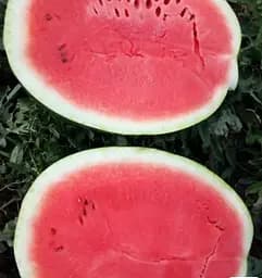 Насіння Весна Кавун Максимус зіпер 4 г (183087)