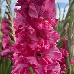 Гладіолус "Kingston Ruffle" (189887) 3 шт Нідерланди