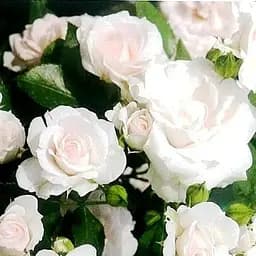 Роза почвопокровная Agro-Market Aspirin Rose саженец класса АА+ высший сорт 1 шт. в упаковке (37273)