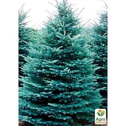 Саджанець Agro-Market Ялина блакитна Kaibab (горщик P9) (48721) - мініатюра 2