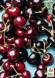 Саджанець Agro-Market Вишня темно-бордова Блаженство (Bliss) (угорська селекція, преміальний високоякісний сорт) 1 шт. в упаковці (43991) - мініатюра 3