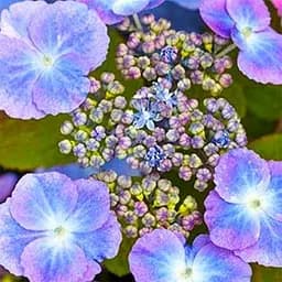 Гортензия пильчатая 3-х летняя Verlee высота саженца 30 - 50 см 1 саженец (181983) 