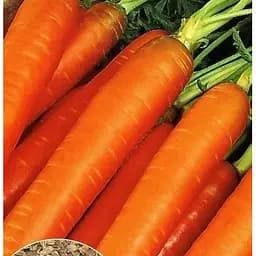 Насіння Весна на вагу Морква Нантська ціна за 10 г (22203)