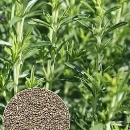 Чабер "Запашний" ТМ "Весна"  2г (32095)