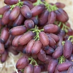 Саженец Agro-Market Виноград Красное Молоко (Pizzutello Rosso, японская селекция, двухполый) 1 шт.