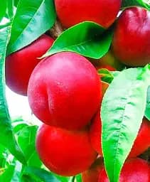 Саджанець Agro-Market Нектарин Ред Голд (лисий персик, літній сорт, середній термін дозрівання) 1 шт. в упаковці (21366)