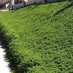 Кизильник Даммера "Major", С2 (187652) 1 саджанець в упаковці